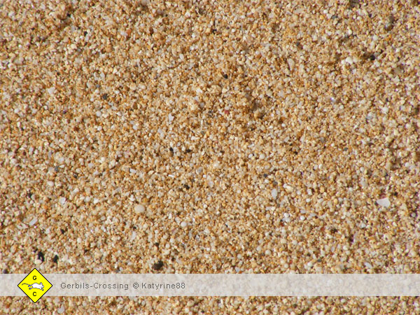 Rennmaus Sandbad Sandsorten mikroskopische Aufnahmen
