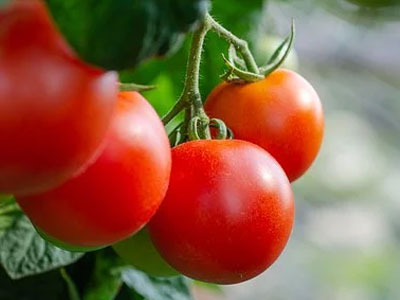 Rennmaus Obst Gemüse Tomate